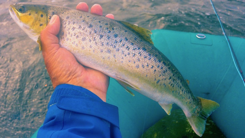 191008 udbyhoj trout