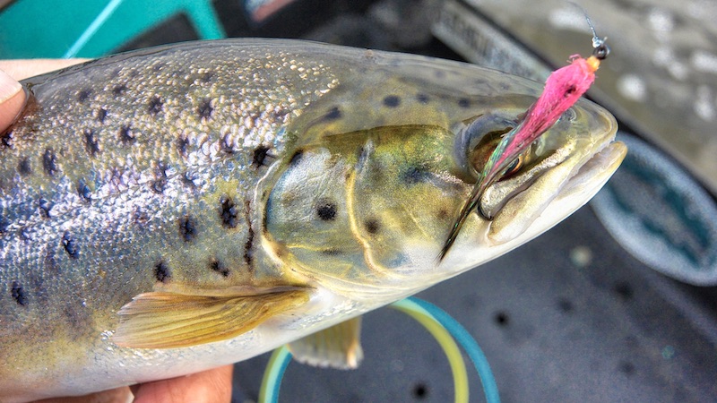Ørred i net 191030 udbyhoj trout