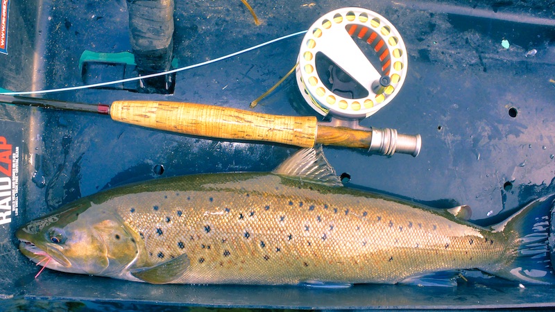 191101 moen trout