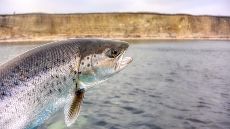 Havørred 200102 karlby trout