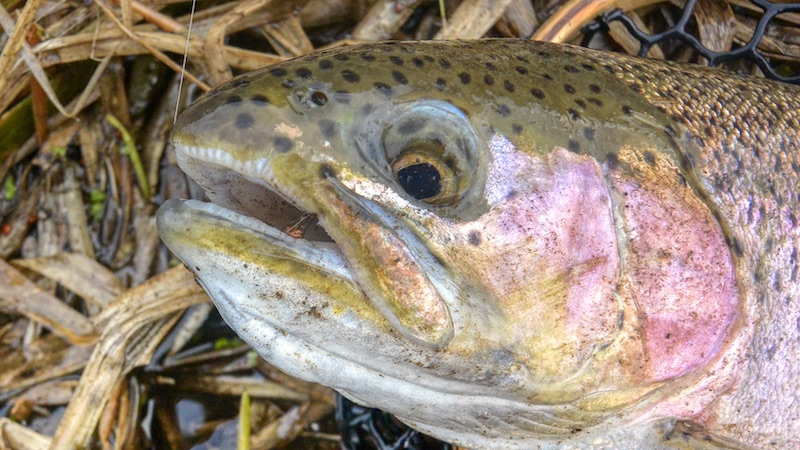 200116 milldam rainbow nymp