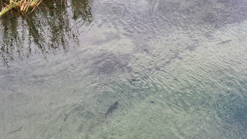 200216 waitahanui fish in river