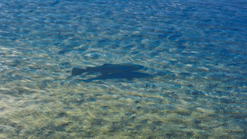 200227 lakeTaupo trout water