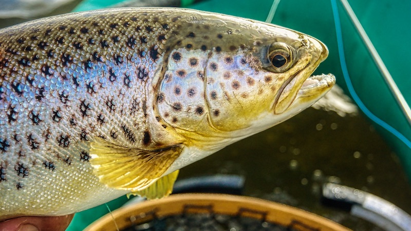 200311 ornedalen trout