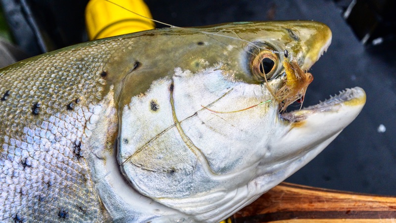 200317 fjellerup trout