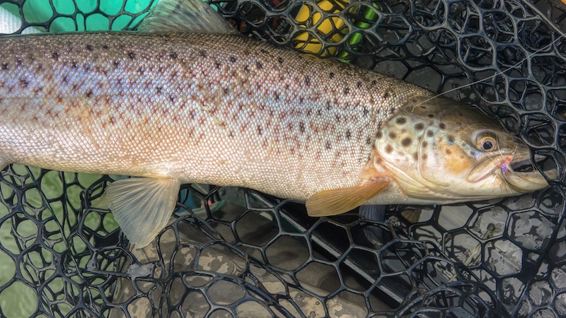 200404 fjellerup seatrout