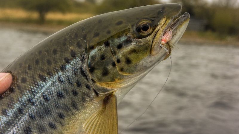 200411 vive trout
