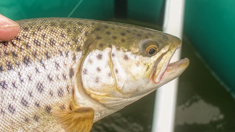 200510 udbyhoj trout