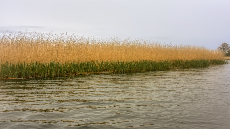 Rørskov i Randers Fjord 200518 bredning nysiv