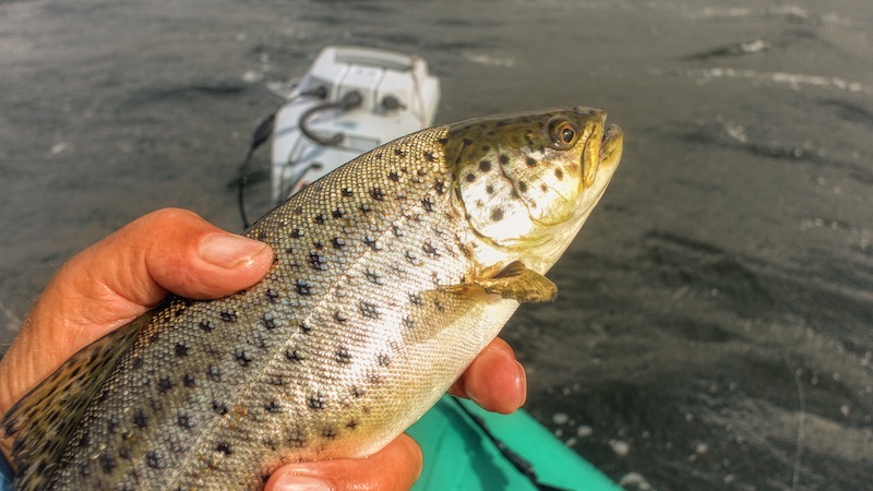 200519 hobro trout