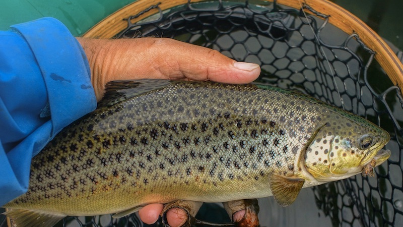 200522 mariager trout