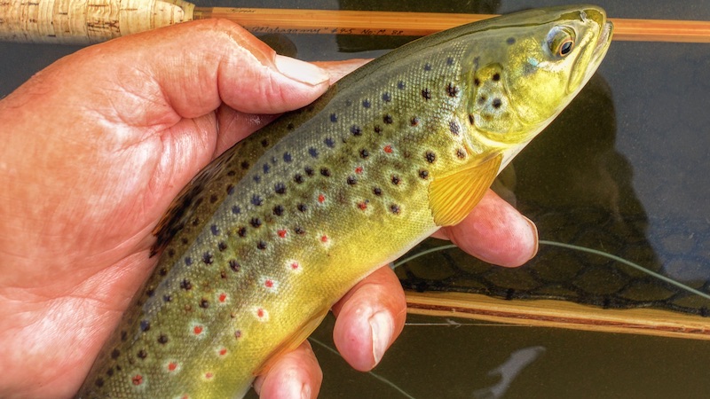 200527 milldam browntrout