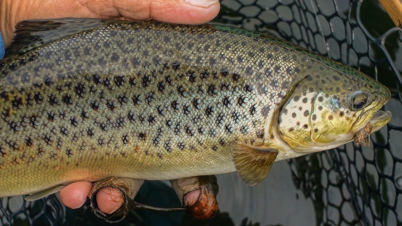 200612 lergrav trout