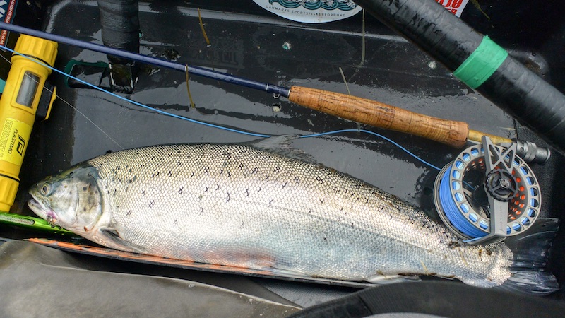 200613 hirtshals trout