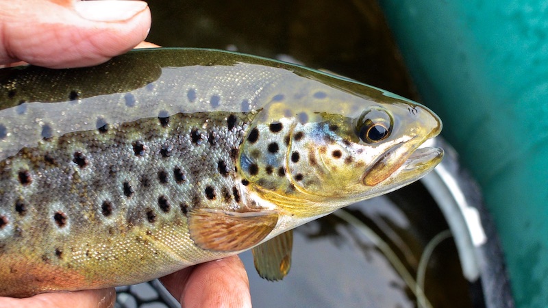 200704 rena trout