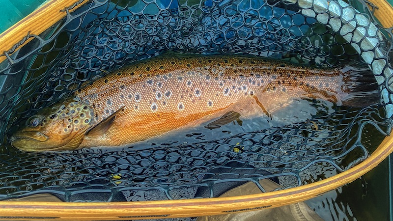 200704 rena holmbo trout