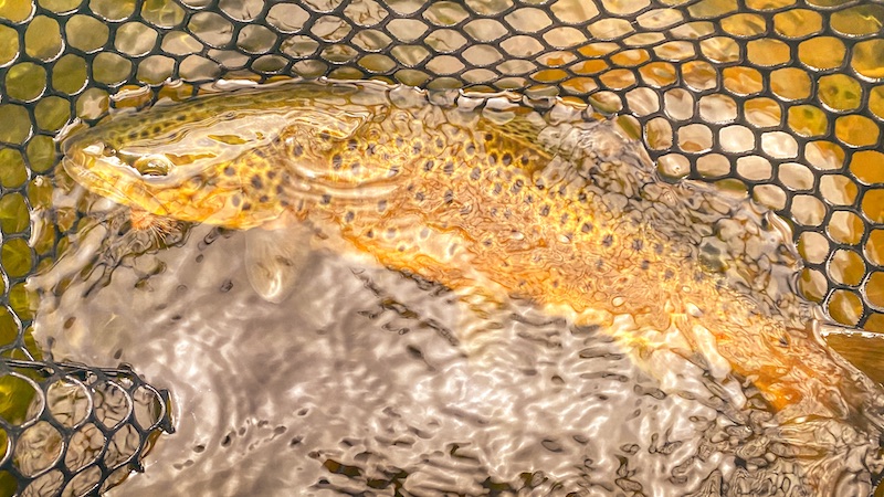 200707 rena trout net