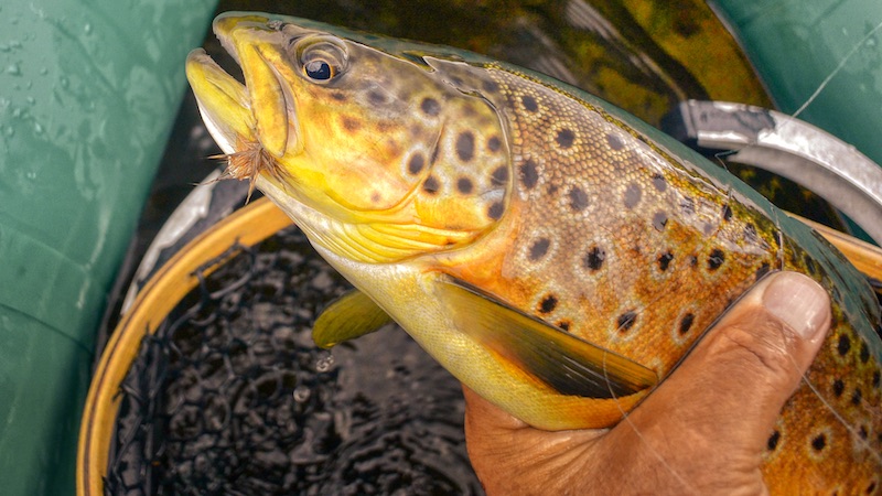 Rena ørred 200708 rena trout fly