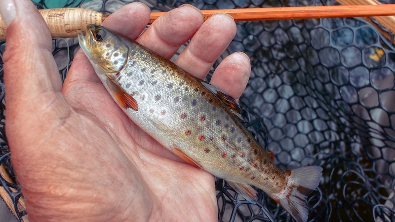 200726 rena small trout