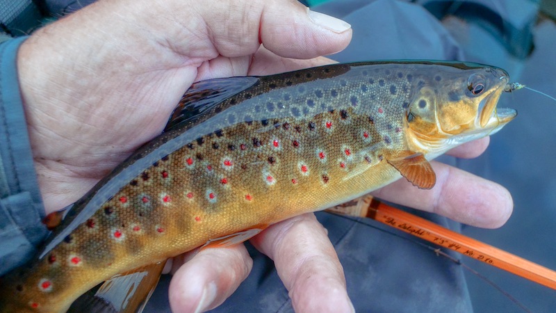 200827 milldam browntrout