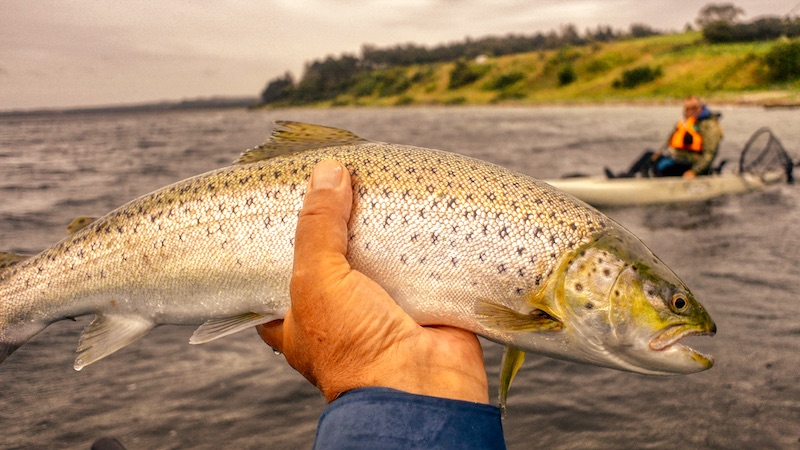 Havørred 200913 flydemeeting seatrout