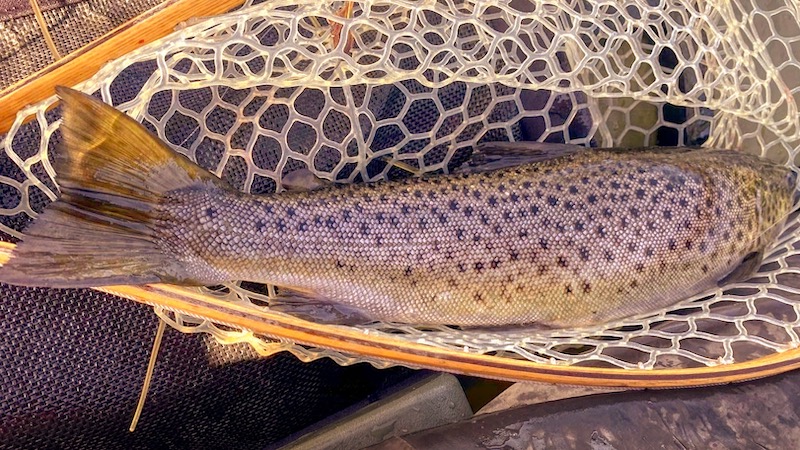 200920 mariager fjord trout