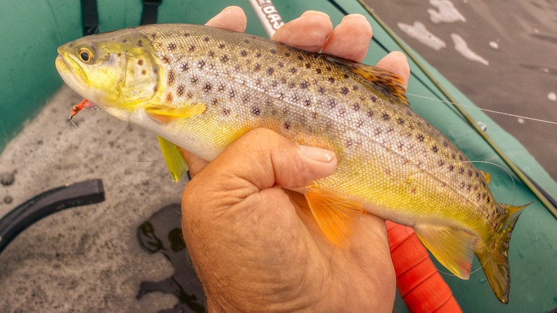 200921 Randers Fjord trout