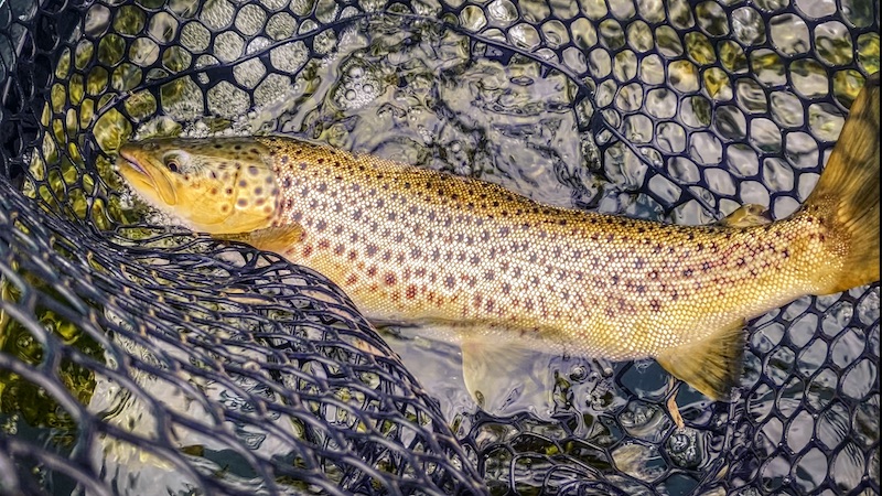 200929 mariager fjord trout