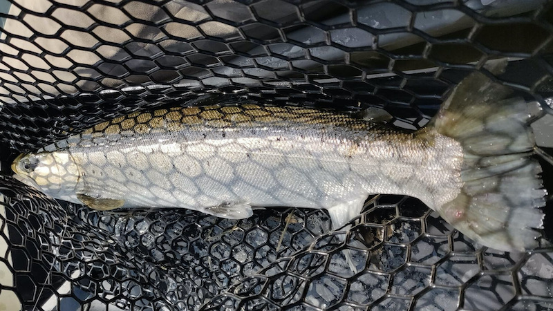210420 bornholm trout big tail