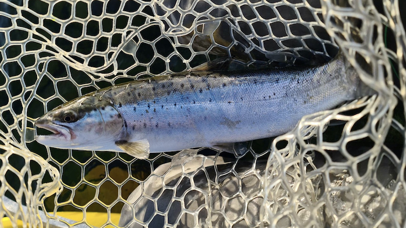 210420 bornholm trout