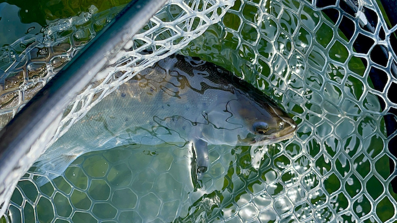 210423 bornholm net trout