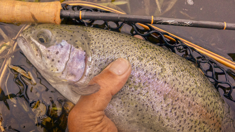 210512 milldam rainbowtrout