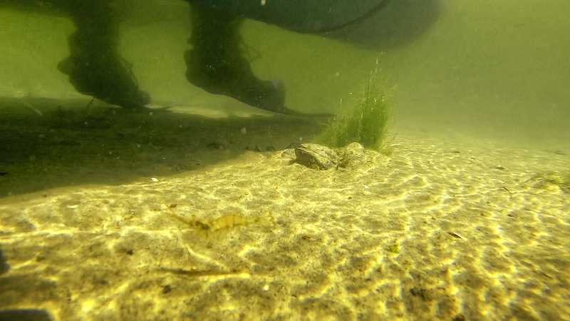 210531 udbyhoj under vand reje