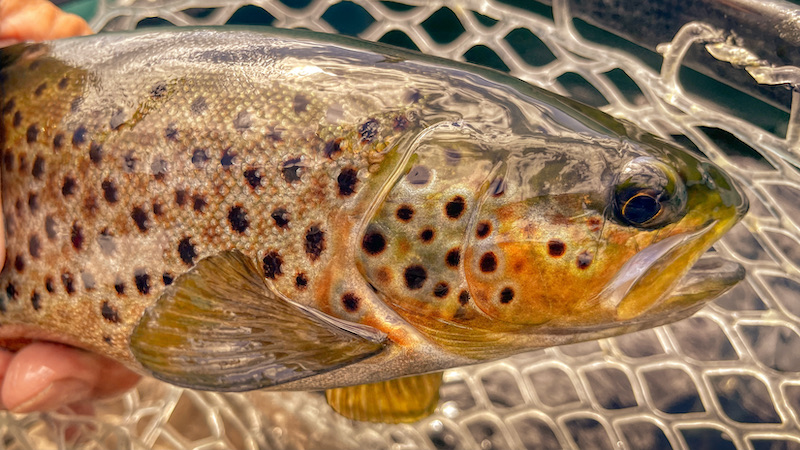 Rena ørred 210625 rena deset trout