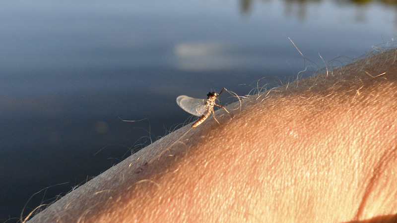 210603 rena deset mayfly
