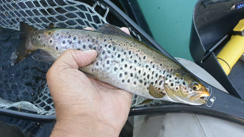 210603 rena deset trout