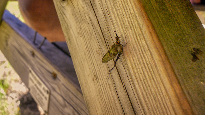210703 rena mayfly