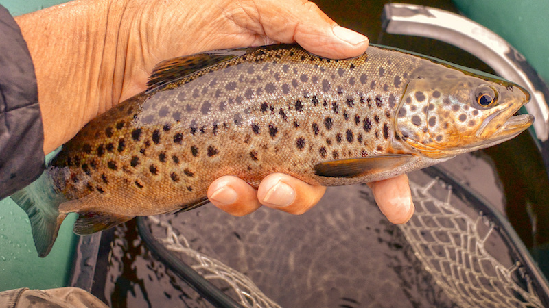 210706 rena browntrout