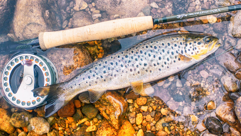 210730 rena rod trout