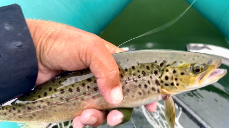 210816 mariager fjord trout