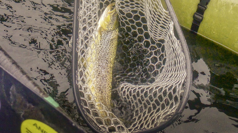 210917 mariager trout net