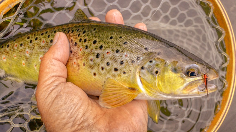 220531 milldam browntrout