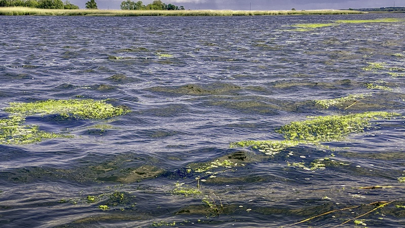 220613 randers fjord bred alger