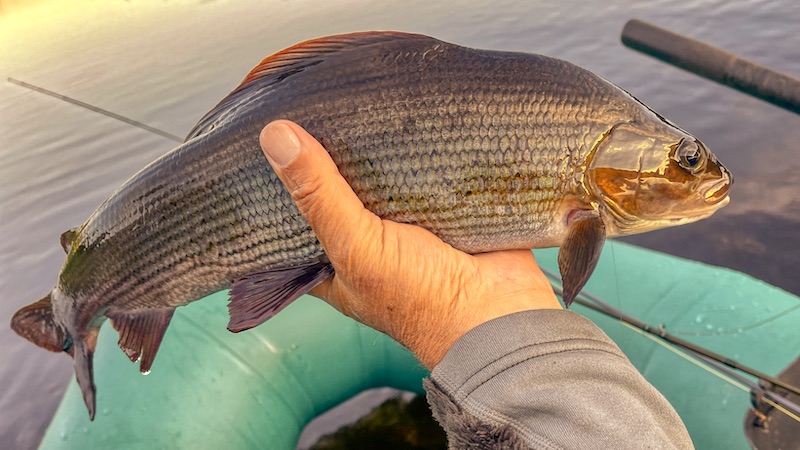 220624 deset grayling