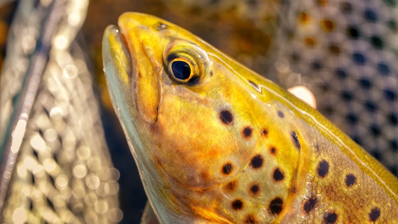 220624 deset trout head