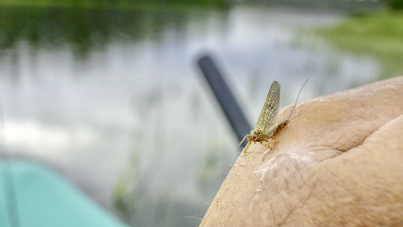 220705 rena deset mayfly