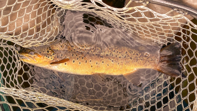 220706 rena trout