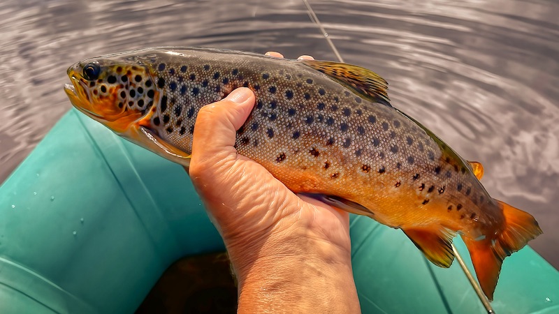 220708 rena trout