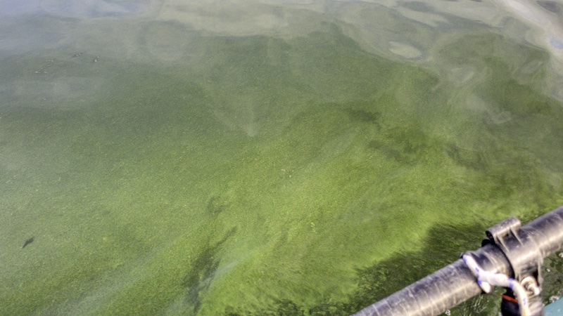 221012 glenstrup alger