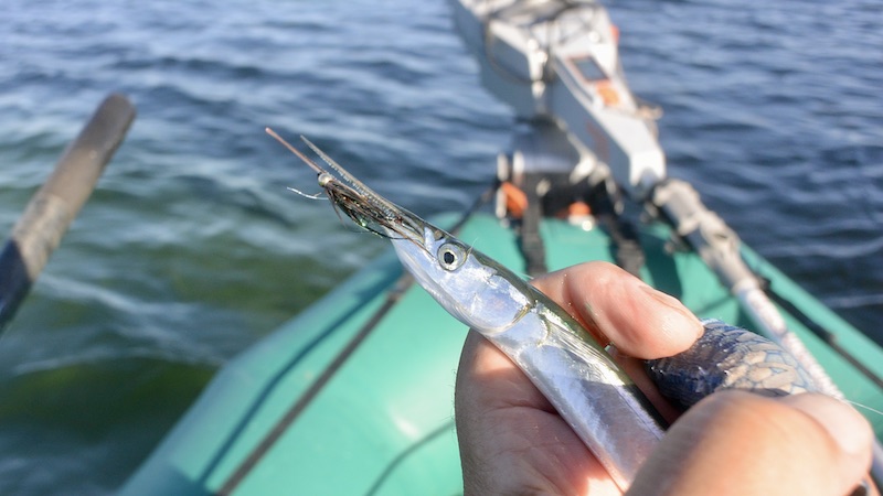 Det var små hornfisk der pillede til fluen